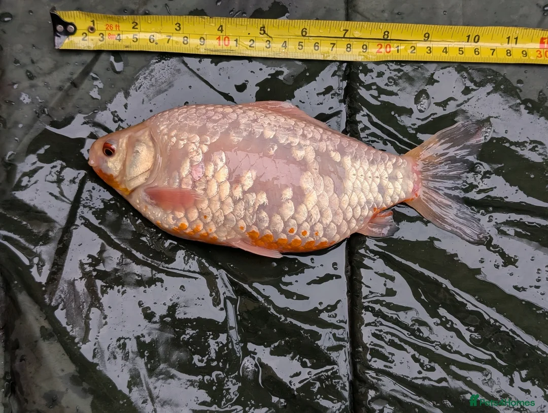 Cyprinids fish for sale: Pond fish for sale - Advert 9