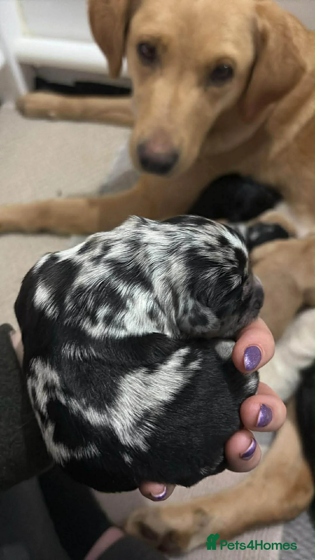 Cockapoo dogs for stud: F1 Chocolate Merle cockapoo for stud  - Advert 5