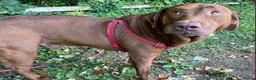 Labrador Retriever dogs for sale: Beautiful Labrador Puppies ready now - Advert 5