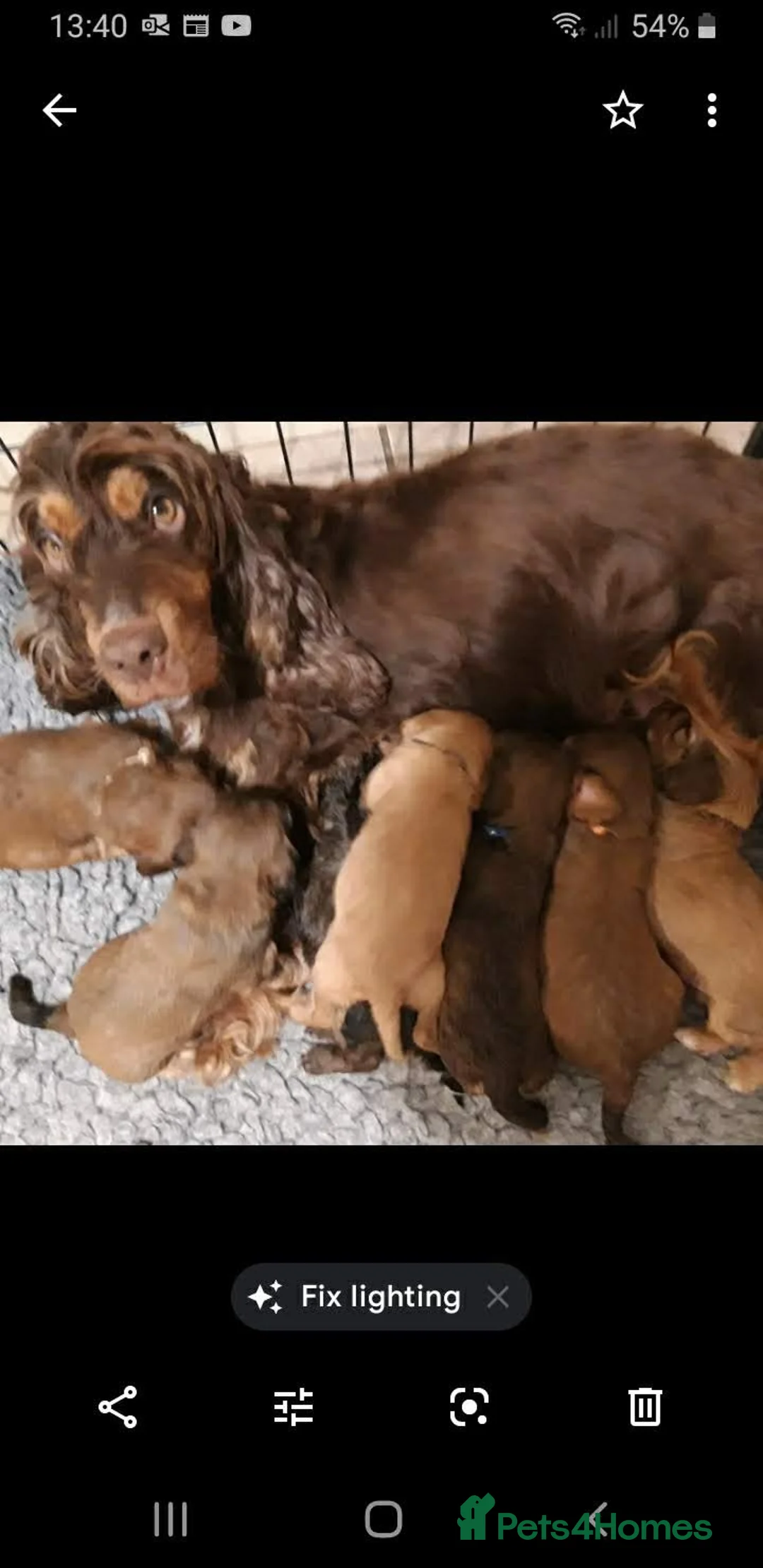 Toy Poodle dogs for stud: Biscuit, proven toy poodle available for stud in Saint Austell - Advert 12