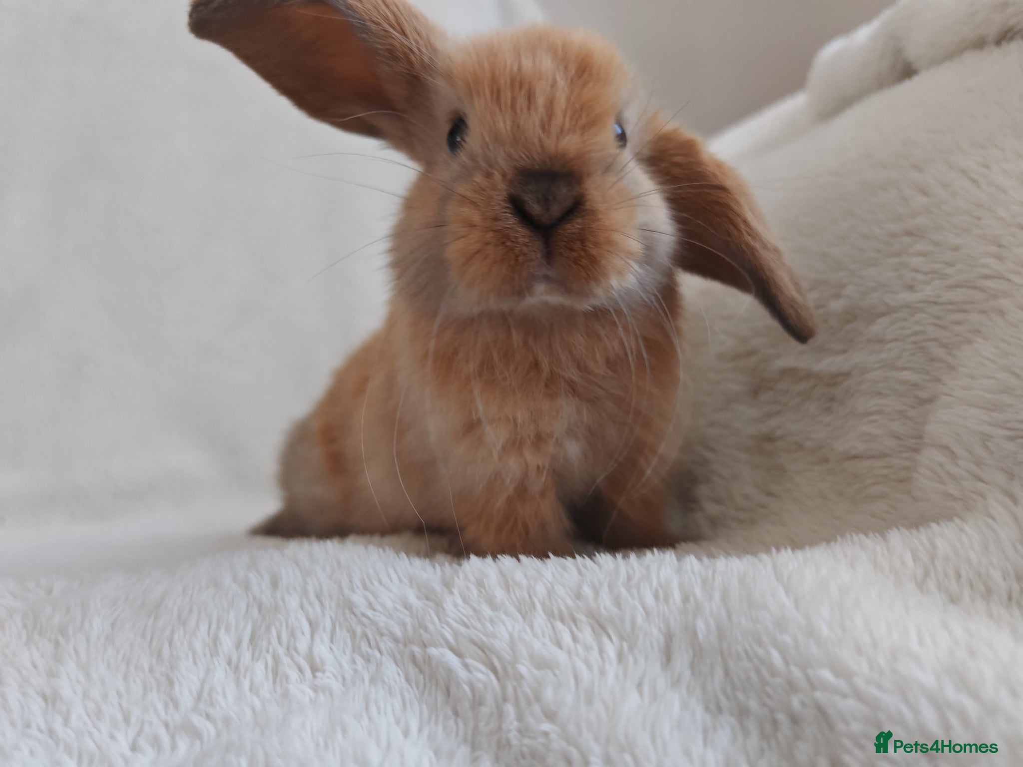 Mini Lop rabbits Beautiful Mini Lop Bunnies  - Advert 17