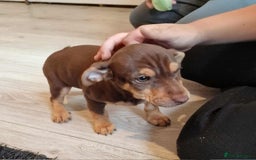 Jack Russell dogs for sale: Beautiful Muchwenlock Jack Russell puppies - Image 31