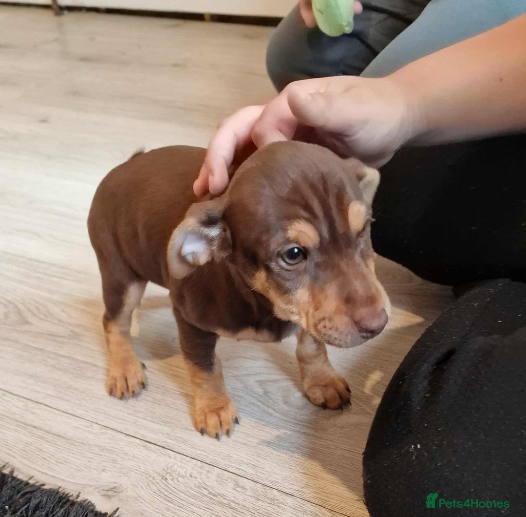 Jack Russell dogs for sale: Beautiful Muchwenlock Jack Russell puppies - Image 31