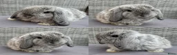 Mini Lop rabbits for sale: Pure mini lops - Advert 2