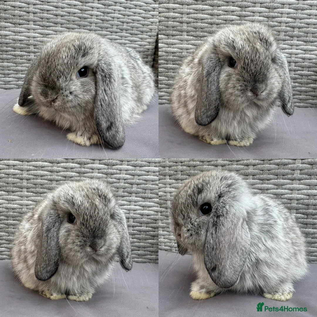 Mini Lop rabbits for sale: Pure mini lops - Advert 2