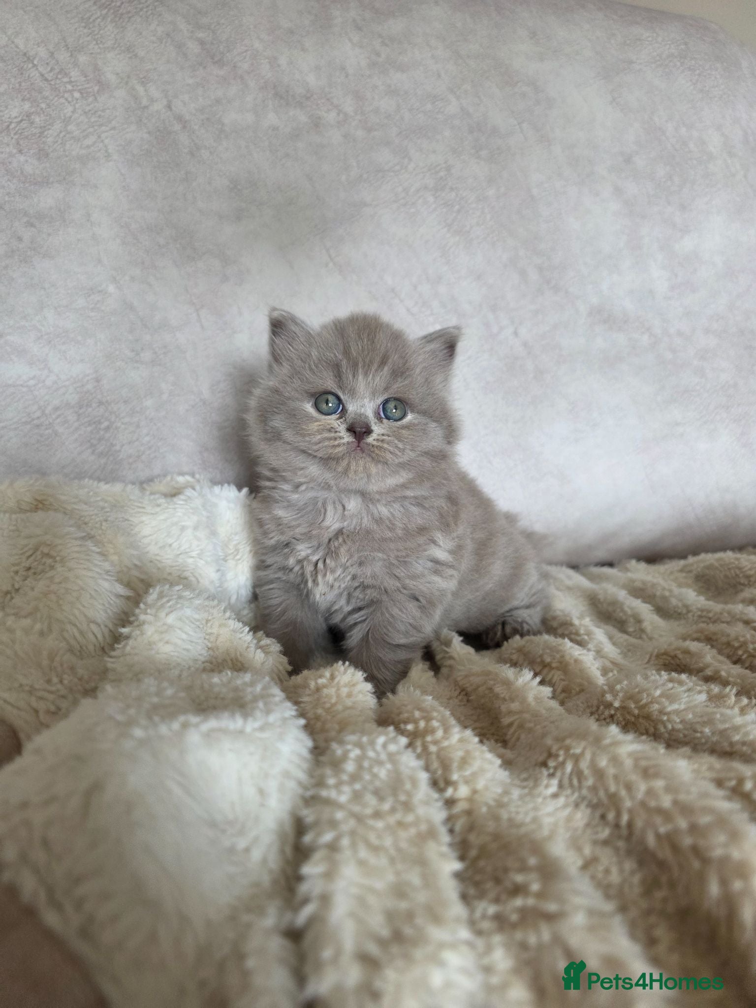 British Shorthair cats Outstanding GCCF British Shorthair Kittens  - Advert 1