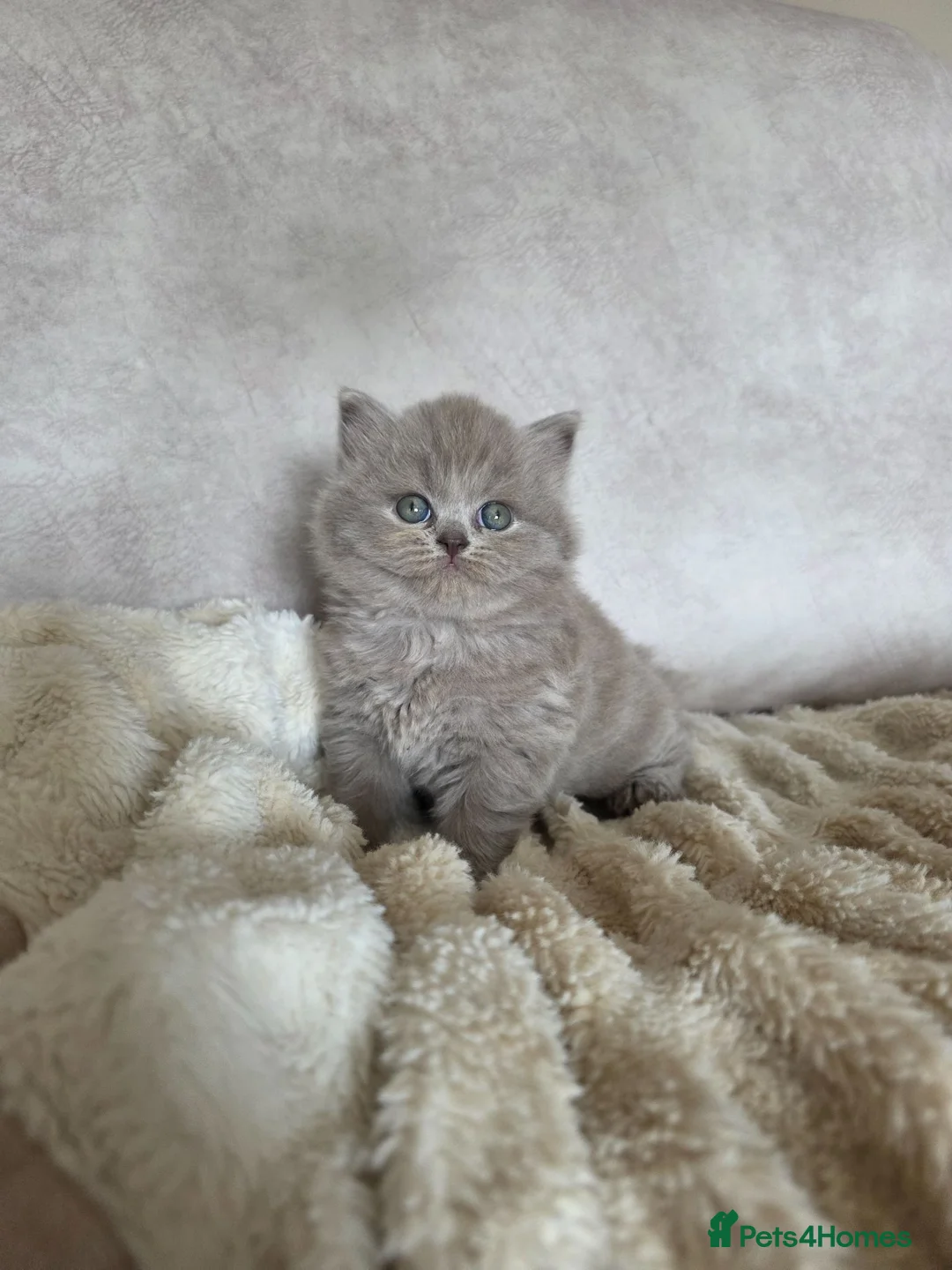 British Shorthair cats for sale: Outstanding GCCF British Shorthair Kittens  - Advert 1