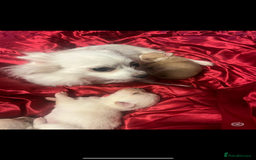 Chihuahua dogs for sale: 3 small chihuahua puppies  - Image 27