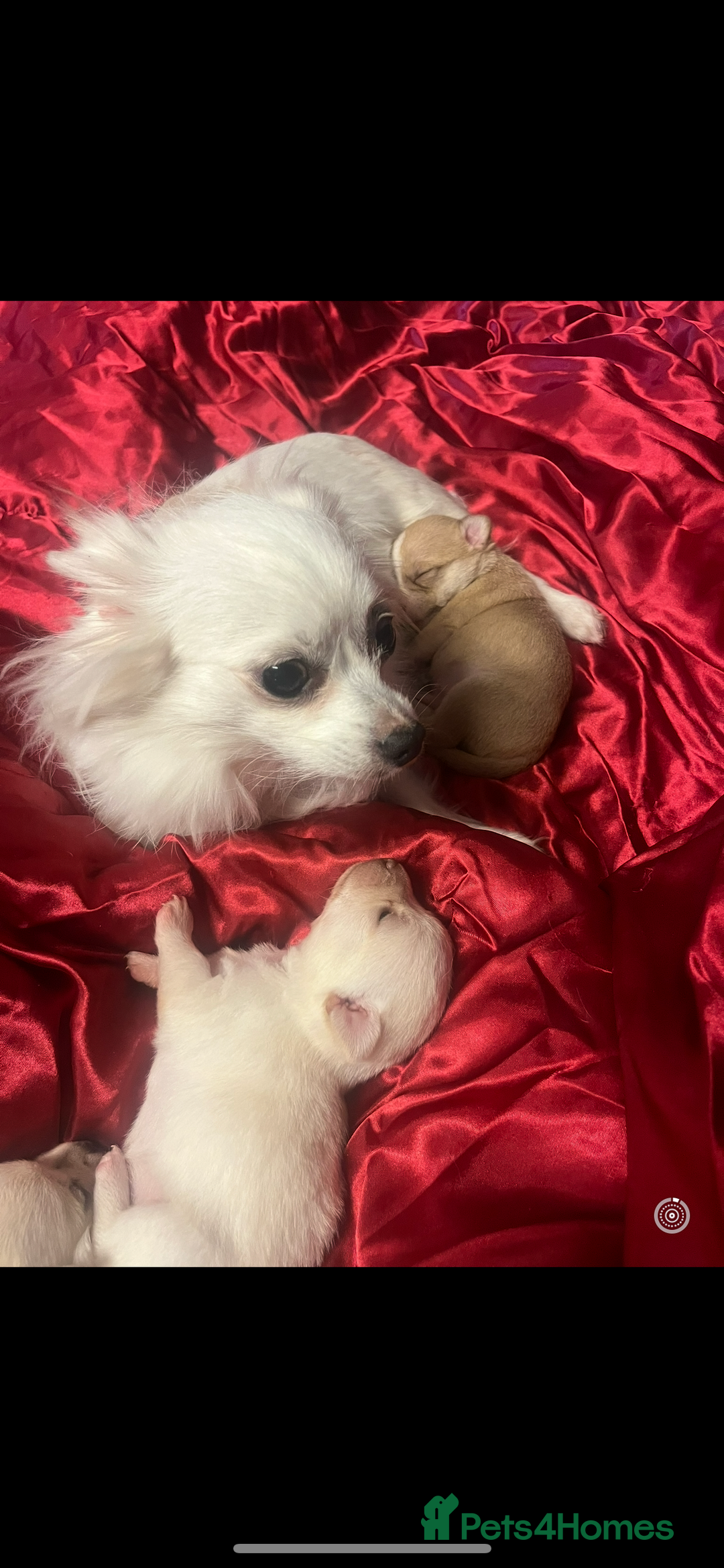 Chihuahua dogs for sale: 3 small chihuahua puppies  - Image 27