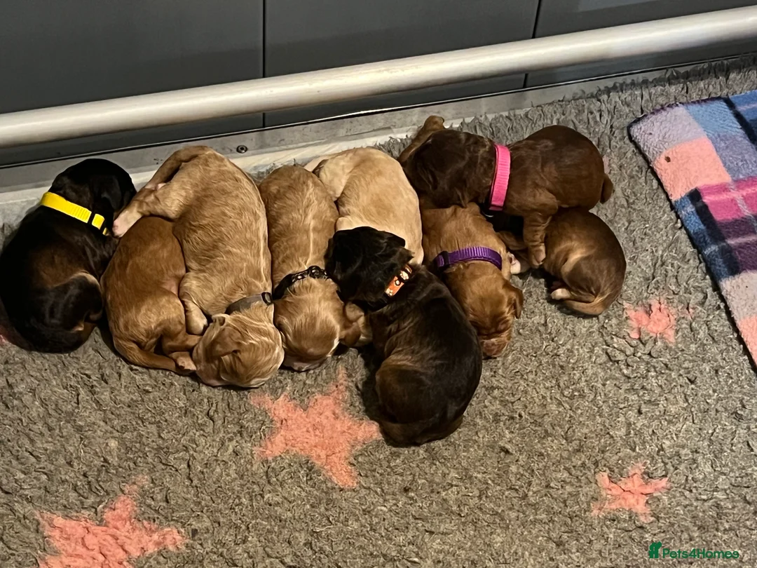 Cockapoo dogs for sale: Beautiful F1 Cockapoos DNA health tested parents.  - Advert 14