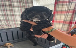 Cavapoo dogs for sale: Cavapoo puppies  - Image 6