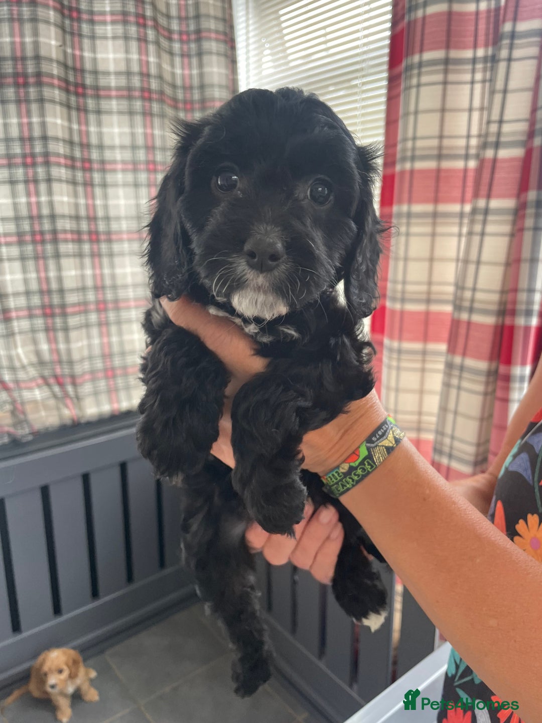 Cavapoo dogs for sale: Cavapoo puppies  - Image 6
