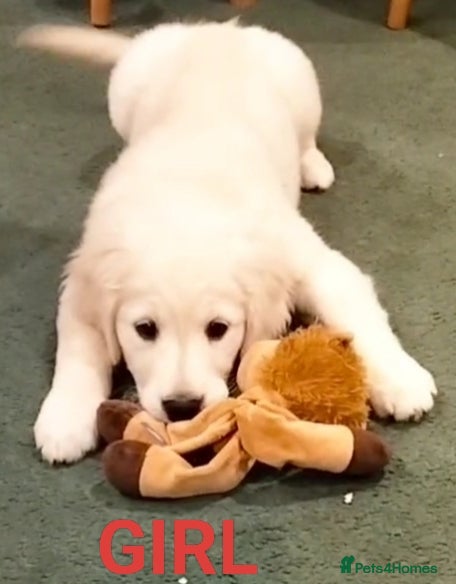 Golden Retriever dogs GOLDEN RETRIEVER PUPS - Advert 2