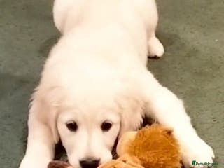 Golden Retriever dogs GOLDEN RETRIEVER PUPS - Advert 2