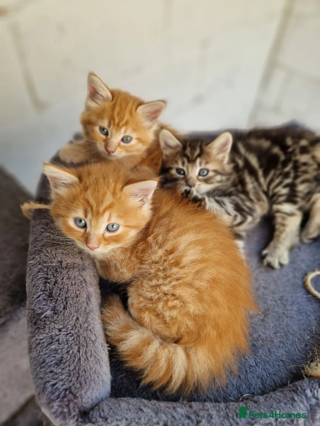 Mixed Breed cats for sale: 🐱 STUNNING KITTENS 😸  - Advert 11