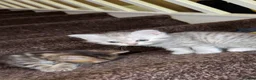 Persian cats for sale:  Beautiful Kittens Looking for Their Forever Homes in Rochdale - Advert 7
