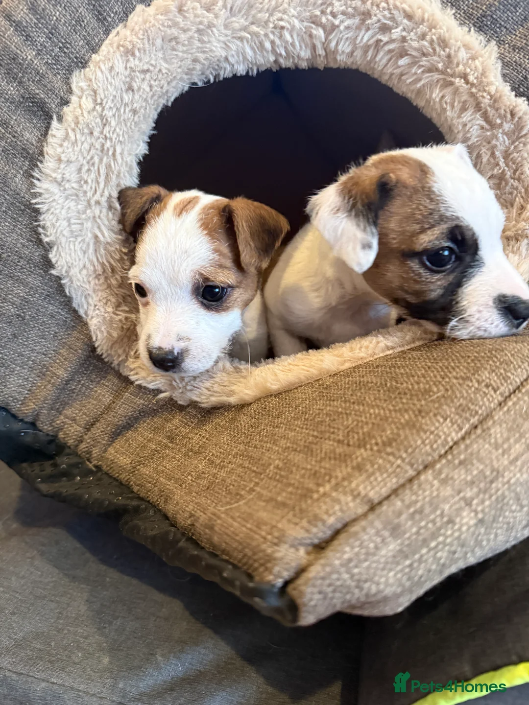 Parson Russell dogs for sale: Parson Russell Terrier - Advert 4