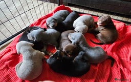 Dobermann dogs for sale: Outstanding Doberman Puppies - Image 11