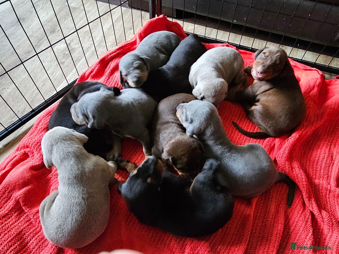 Dobermann dogs for sale: Outstanding Doberman Puppies - Image 11