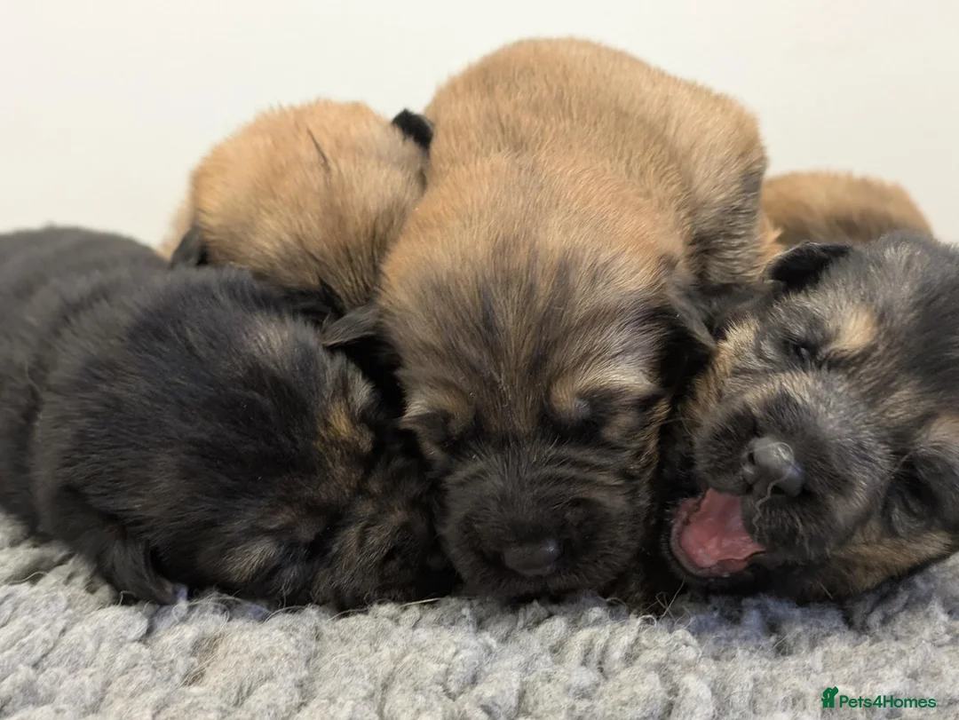 German Shepherd dogs for sale: Quality KC Puppies From Health Tested Parents - Advert 13