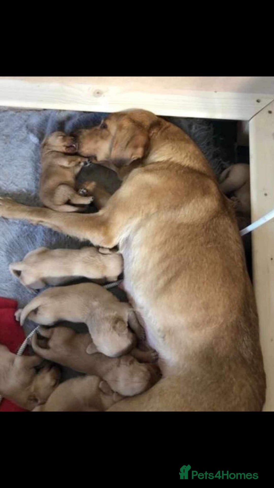 Labrador Retriever dogs for sale: Stunning litter of KC FOX RED PUPPYS  - Advert 9