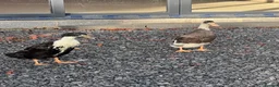 Ducks poultry for sale: Drakes free to good home  - Advert 4