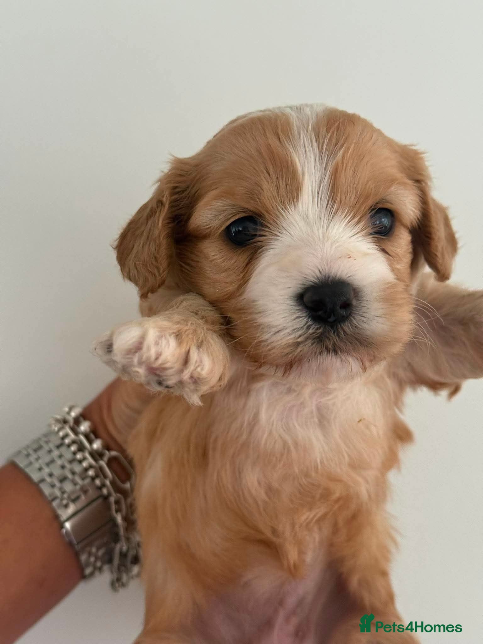 Cavachon dogs Gorgeous  Cavachon  - Advert 2