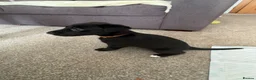 Mixed Breed dogs for sale: Mixed breed puppies in Salisbury - Advert 8