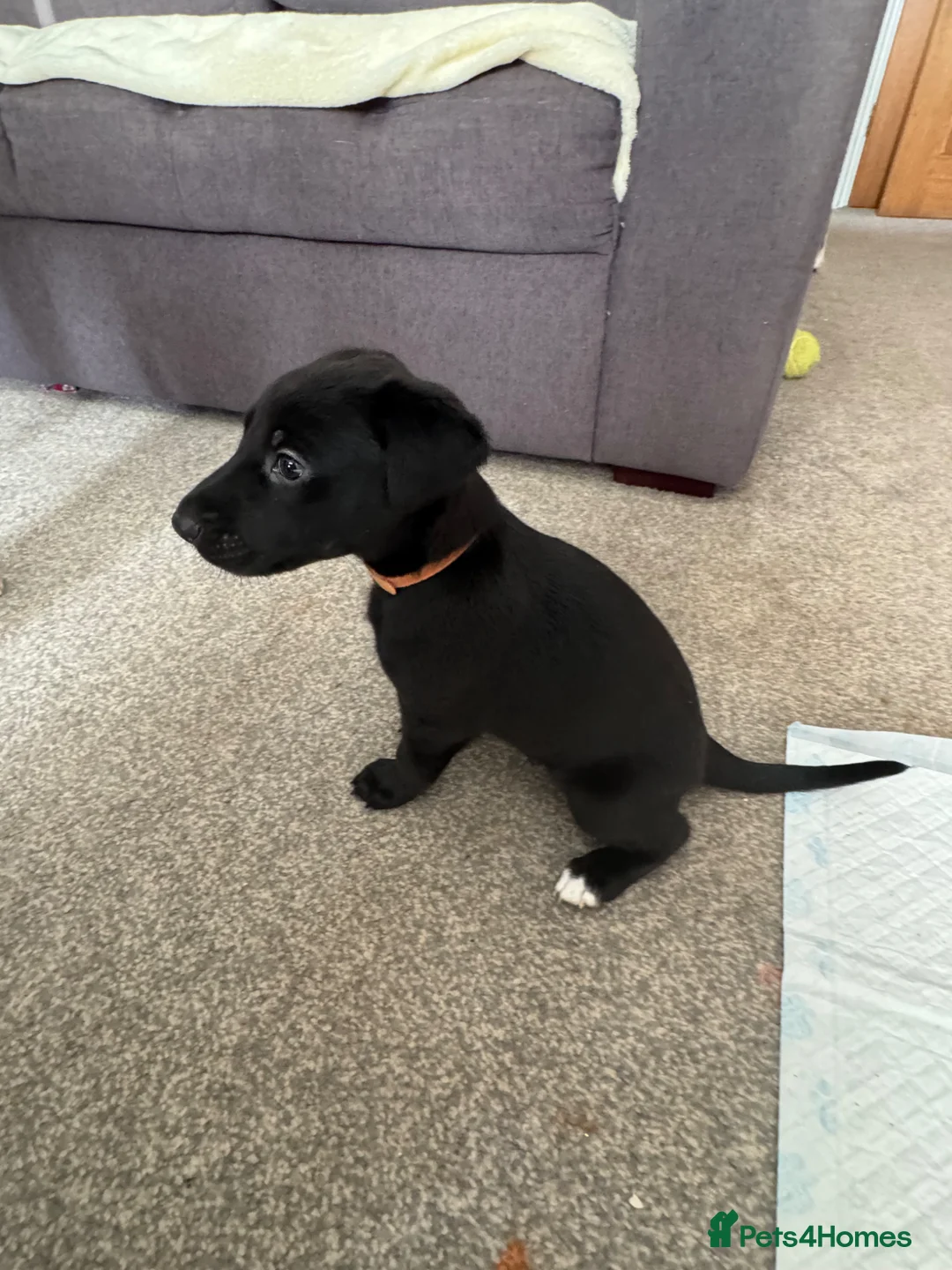 Mixed Breed dogs for sale: Mixed breed puppies in Salisbury - Advert 8