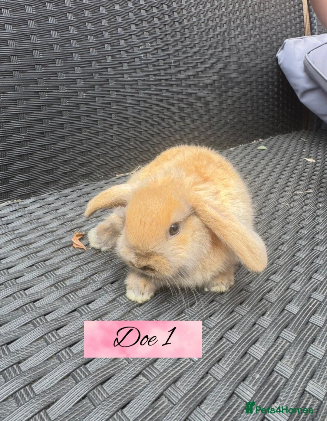 Mini Lop rabbits for sale: Beautiful Mini Lop baby’s looking for a new 🏡. - Advert 2