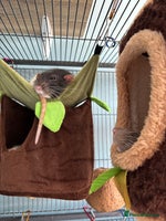 Rat rodents Four cute friendly brothers - Advert 2