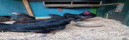 Waterfowl poultry for sale: Hatching eggs for sale - Advert 14