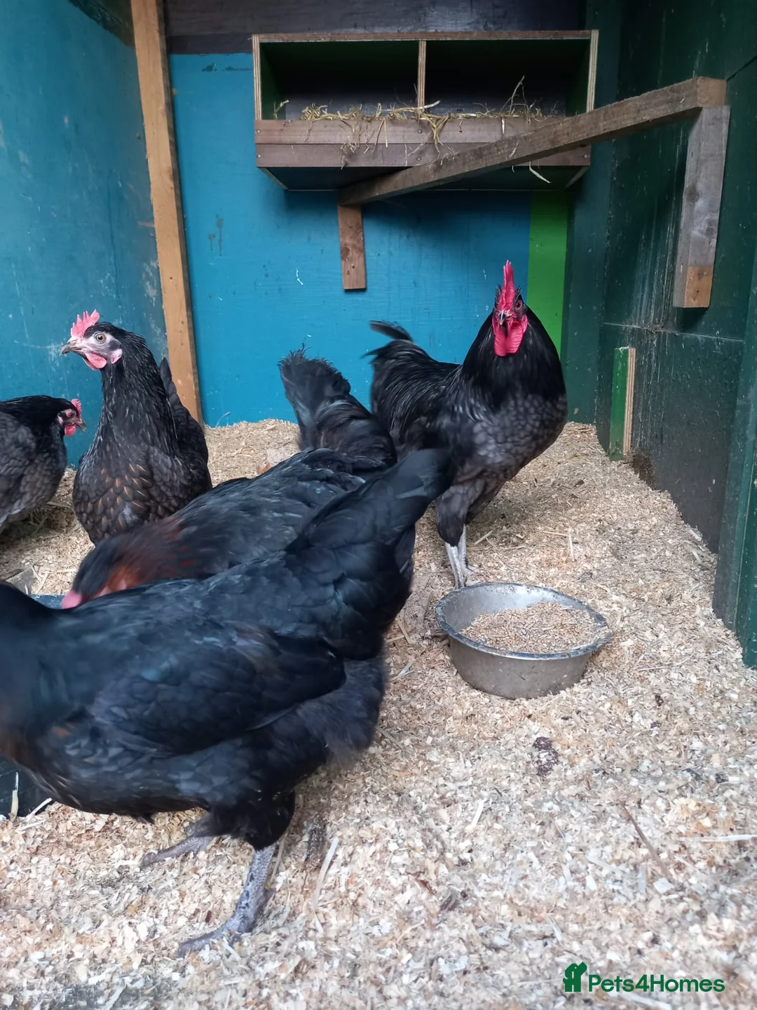 Waterfowl poultry for sale: Hatching eggs for sale - Advert 14