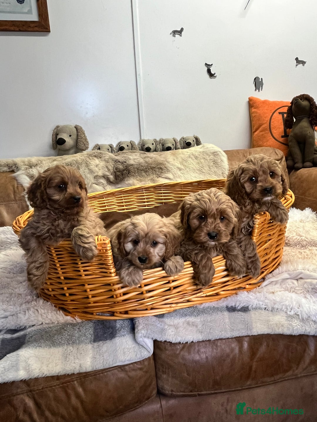 Cavapoo dogs for sale: stunningly stunning F1 Cavapoos - Advert 3