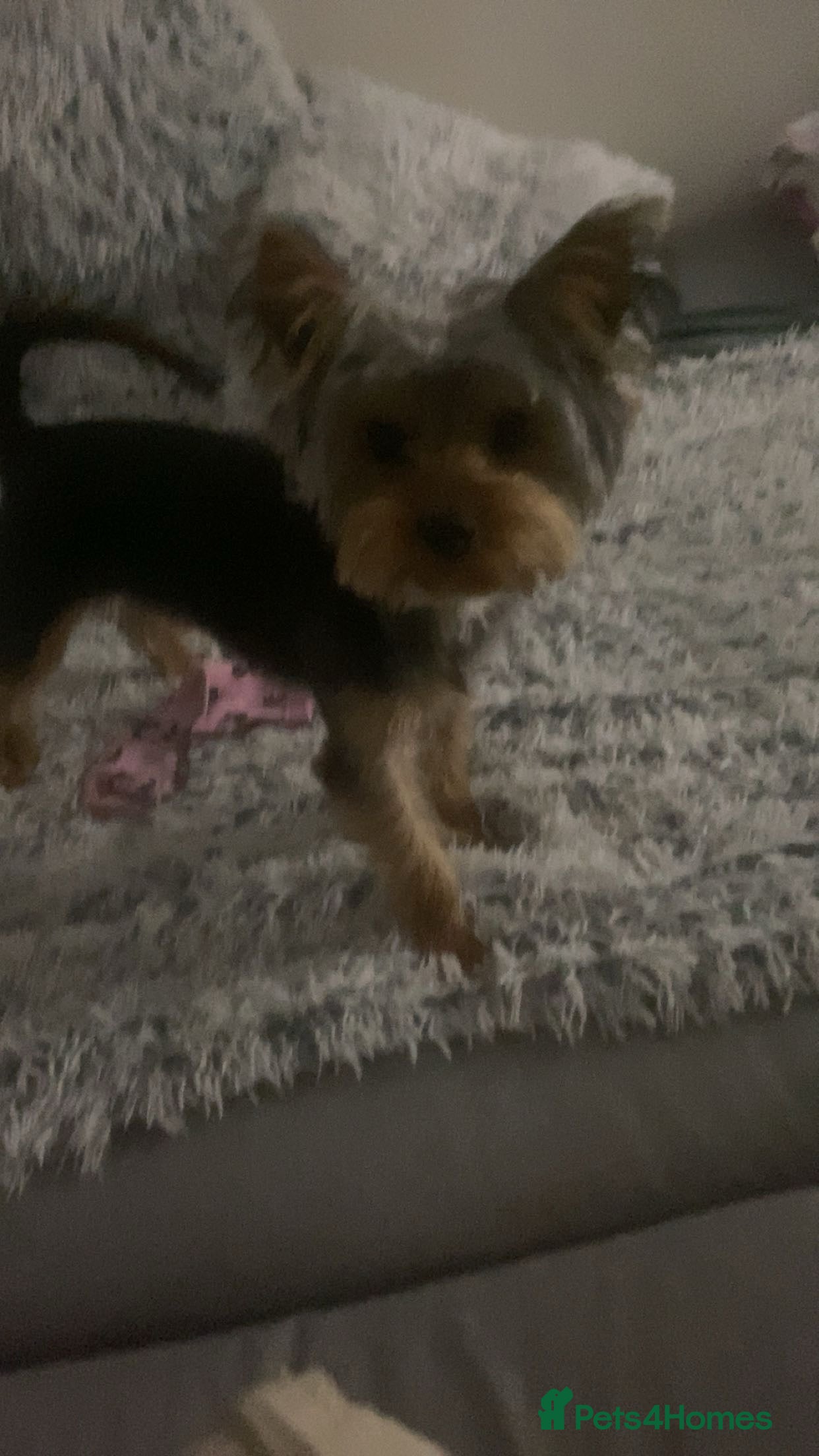 Yorkshire Terrier dogs Adorable Yorkshire Terrier  - Advert 2