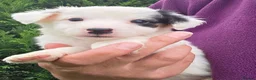 Jack Russell dogs for sale: Bred From Health Tested Parents. - Advert 7