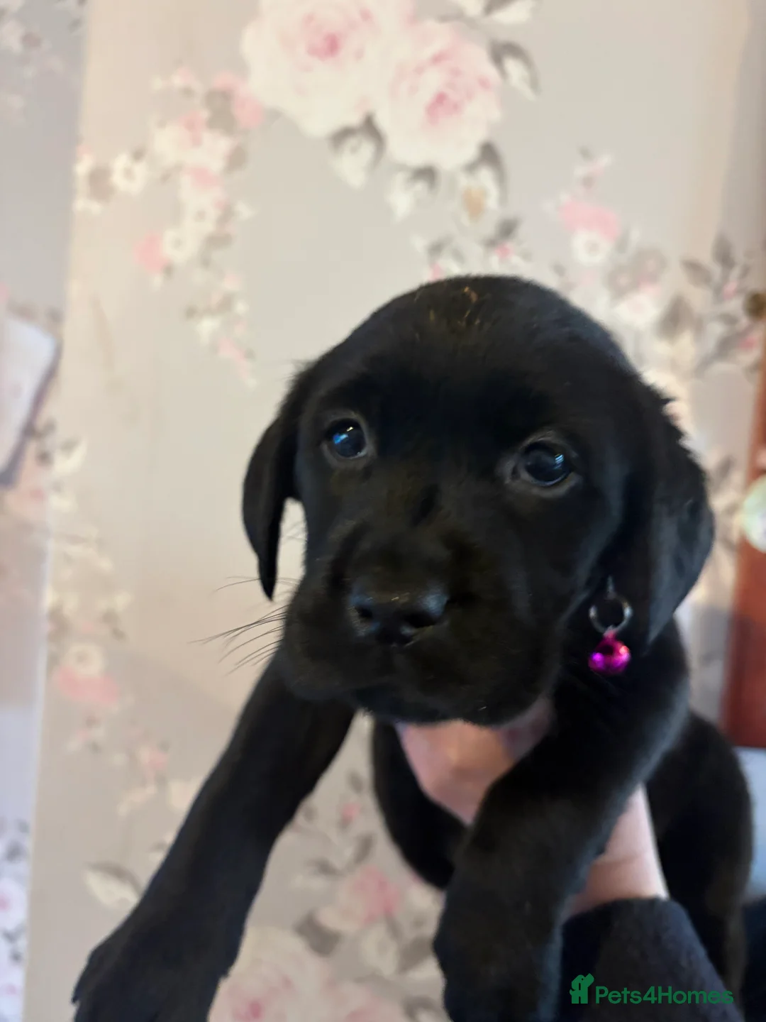 Labrador Retriever dogs for sale: 🐾 Gorgeous Labrador Puppies for Sale 🐾  - Advert 3
