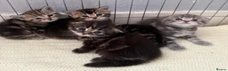 Scottish Fold cats for sale: Scottish fold kittens  - Advert 29