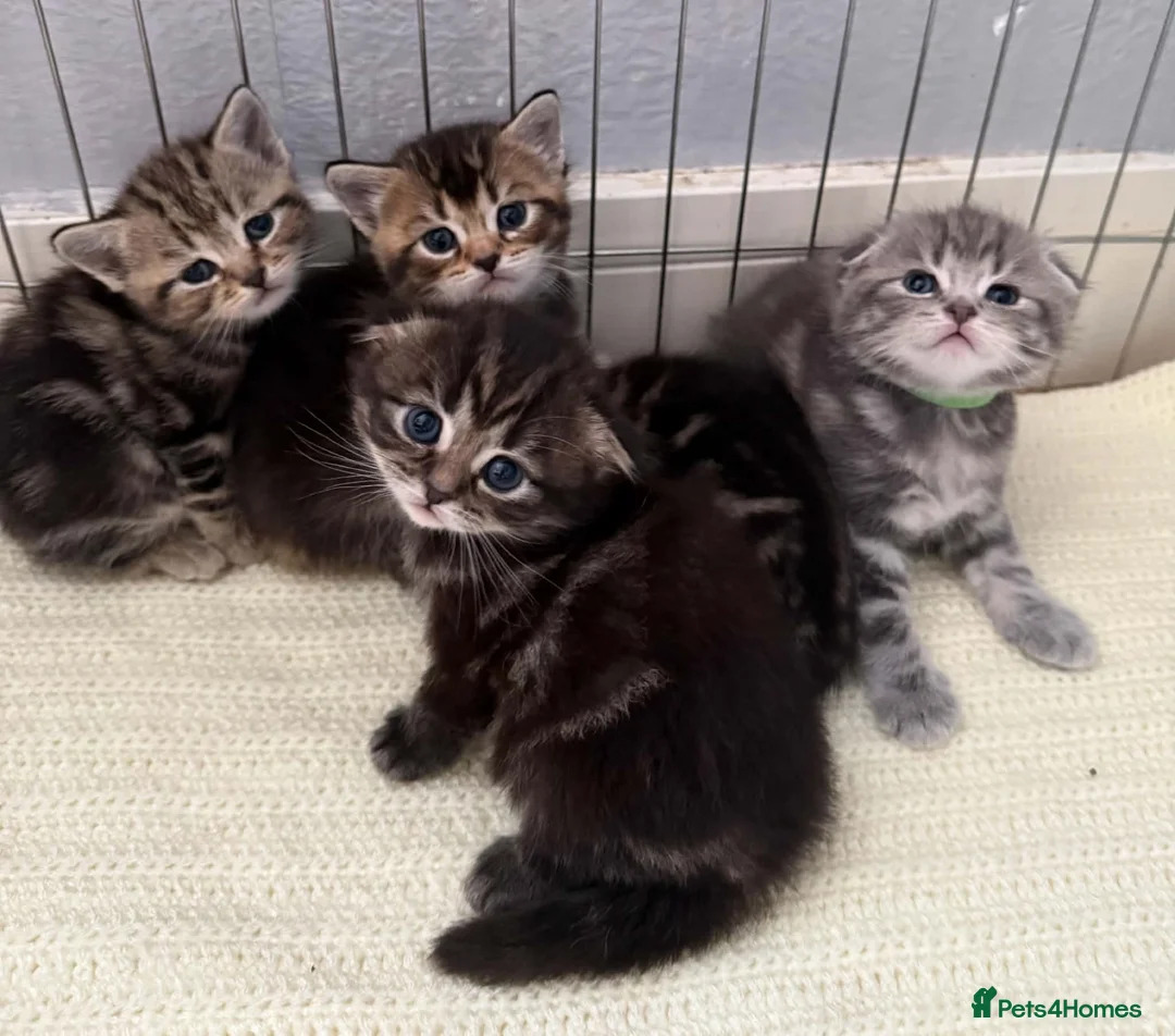 Scottish Fold cats for sale: Scottish fold kittens  - Advert 29