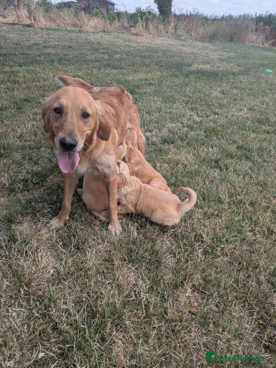 Golden Retriever dogs for sale: KC Reg Health Tested Dark Golden Retriever Puppies - Advert 15