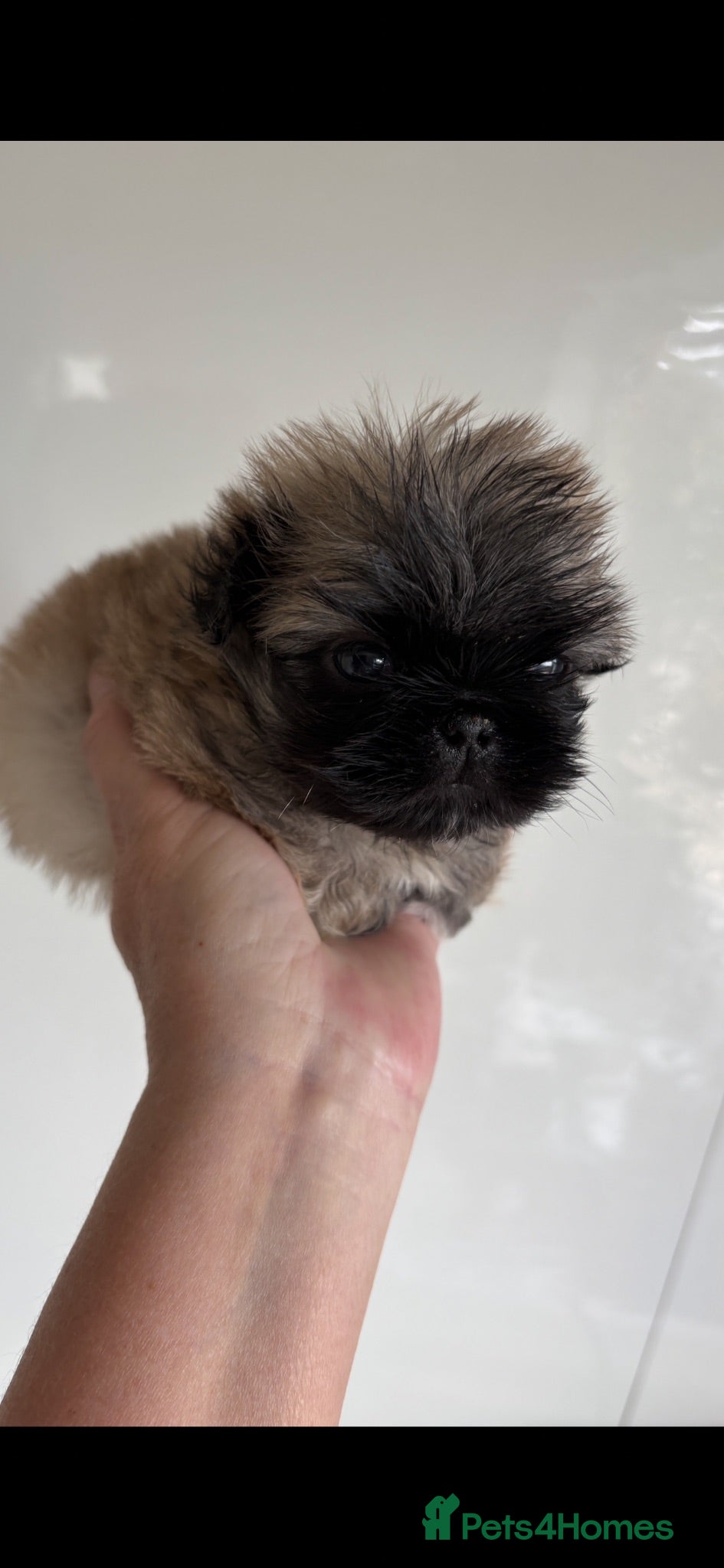 Pekingese dogs 💙 TINY SLEEVE MALES AVAILABLE 💙 - Advert 2