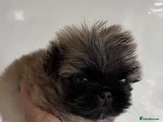 Pekingese dogs 💙 TINY SLEEVE MALES AVAILABLE 💙 - Advert 2