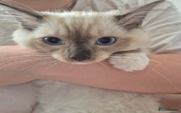 Ragdoll cats for sale: My beautiful Mink litter ready to view  - Image 4