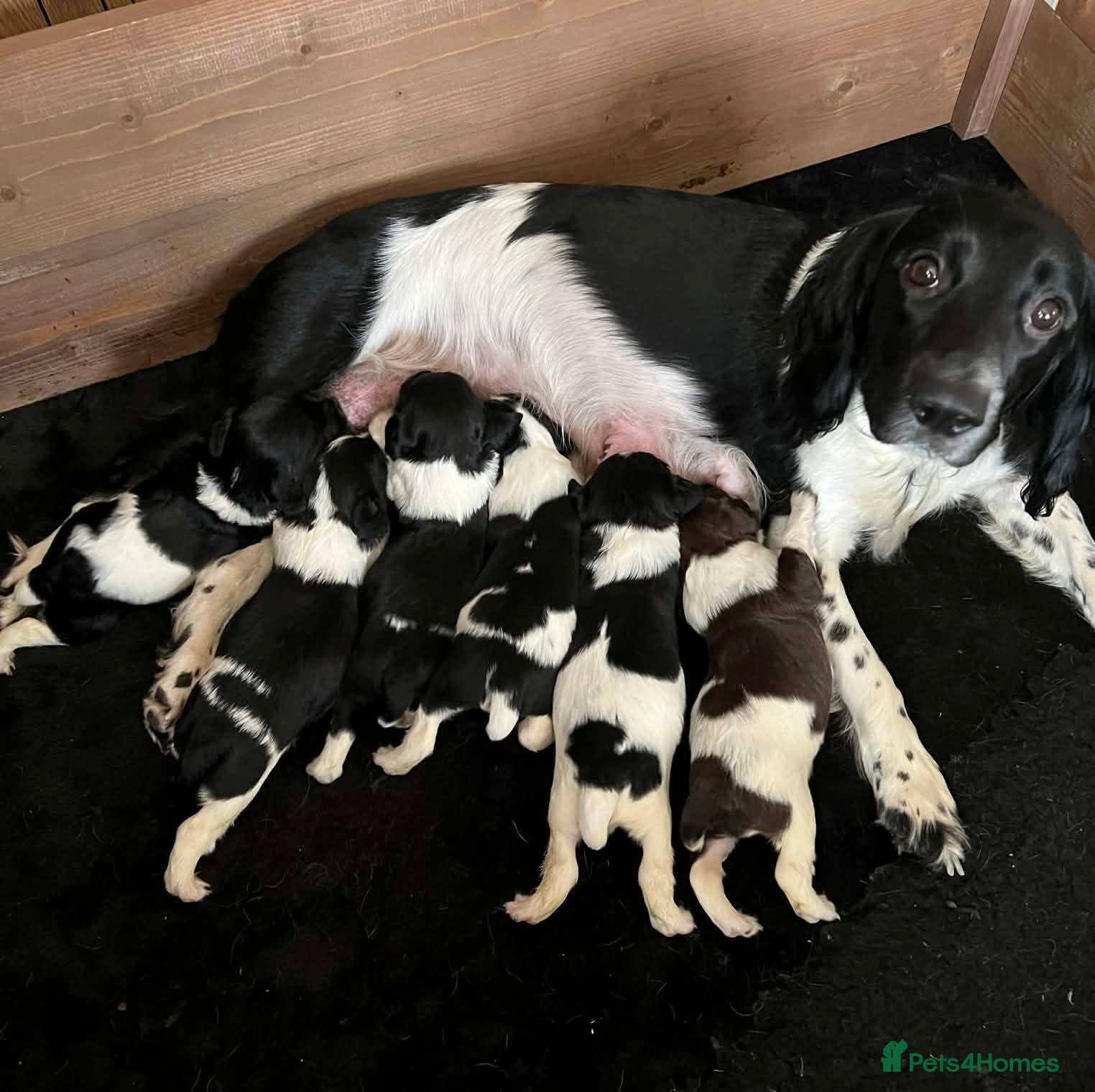 English Springer Spaniel dogs Full Springer Spaniel Puppies for sale - Advert 3