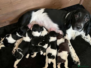 English Springer Spaniel dogs Full Springer Spaniel Puppies for sale - Advert 3