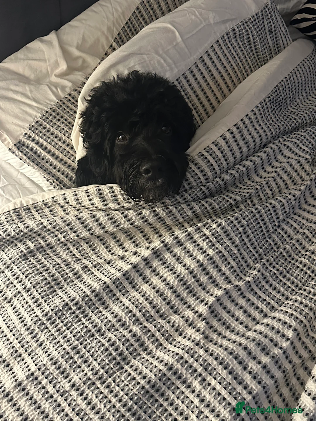 Mixed Breed dogs for sale: 2 Year old Sprockerpoo for sale  - Advert 2