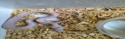 Corn Snake reptiles for sale: Palmetto and caramel palmetto corn snakes  - Advert 24