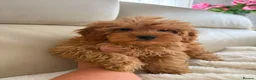 Cavapoo dogs for sale: Cavapoobabiesuk litter has arrived  - Advert 4