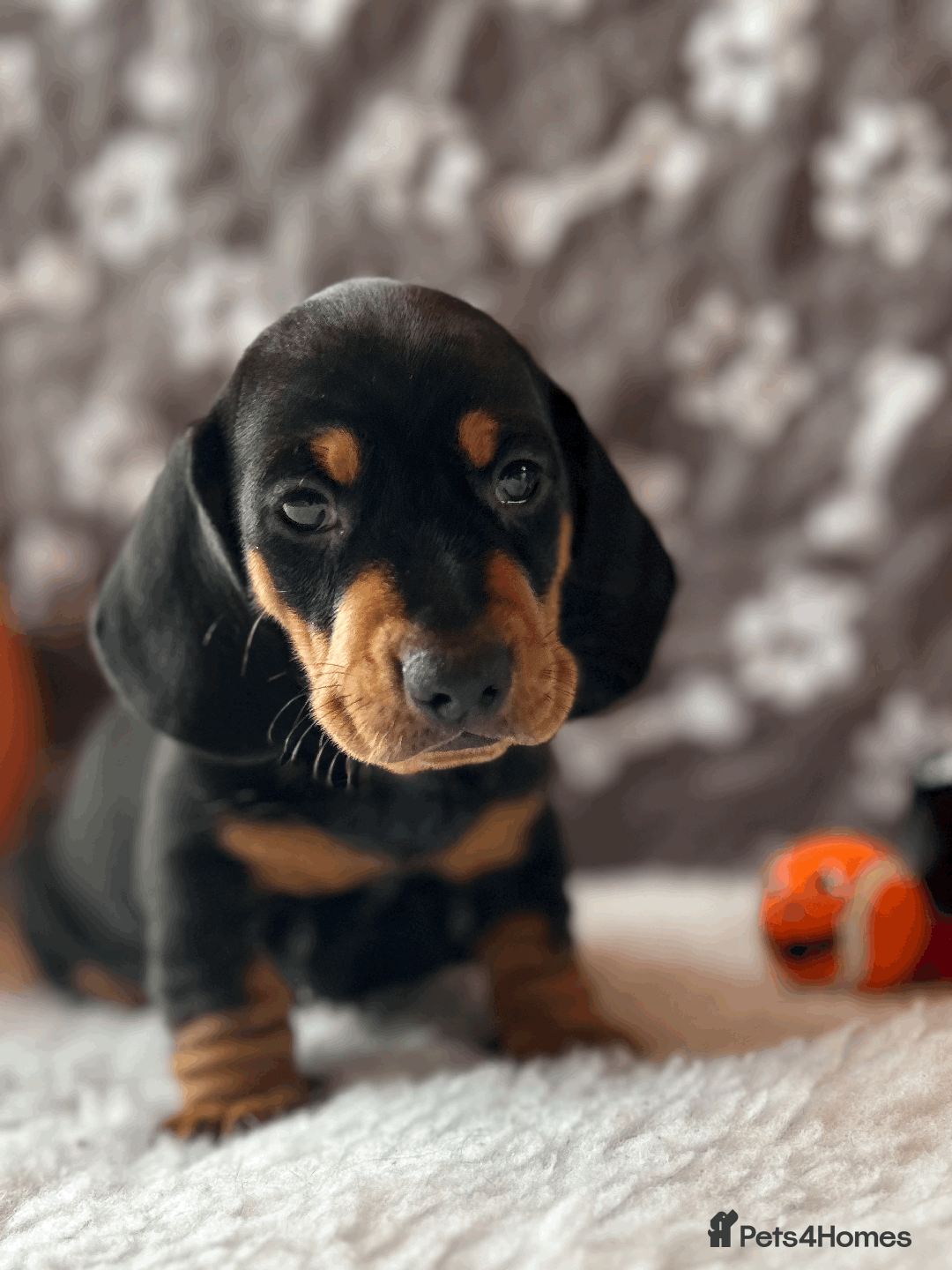 Dachshund dogs for sale: Beautiful Dachshund Puppies Ready to go 8th Nov  - Image 16