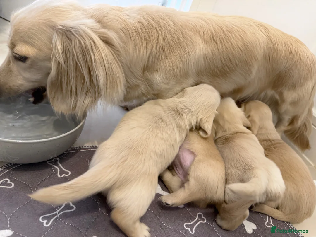 Miniature Dachshund dogs for sale: Long haired KC reg English cream dachshund puppies - Advert 8